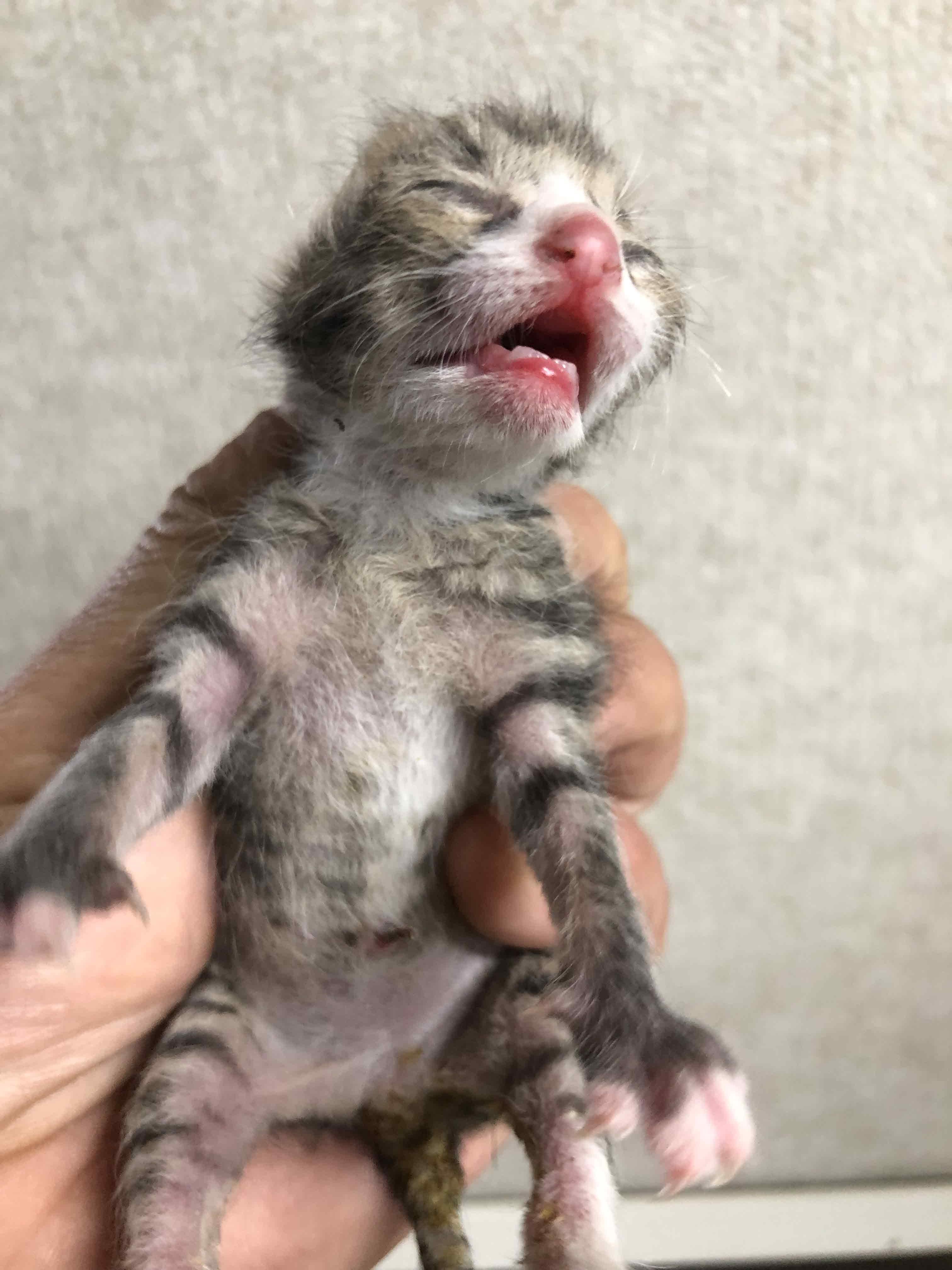 [고양이] 한국 고양이 부산-연제-2025-00084 유기동물 배경 이미지 입니다.